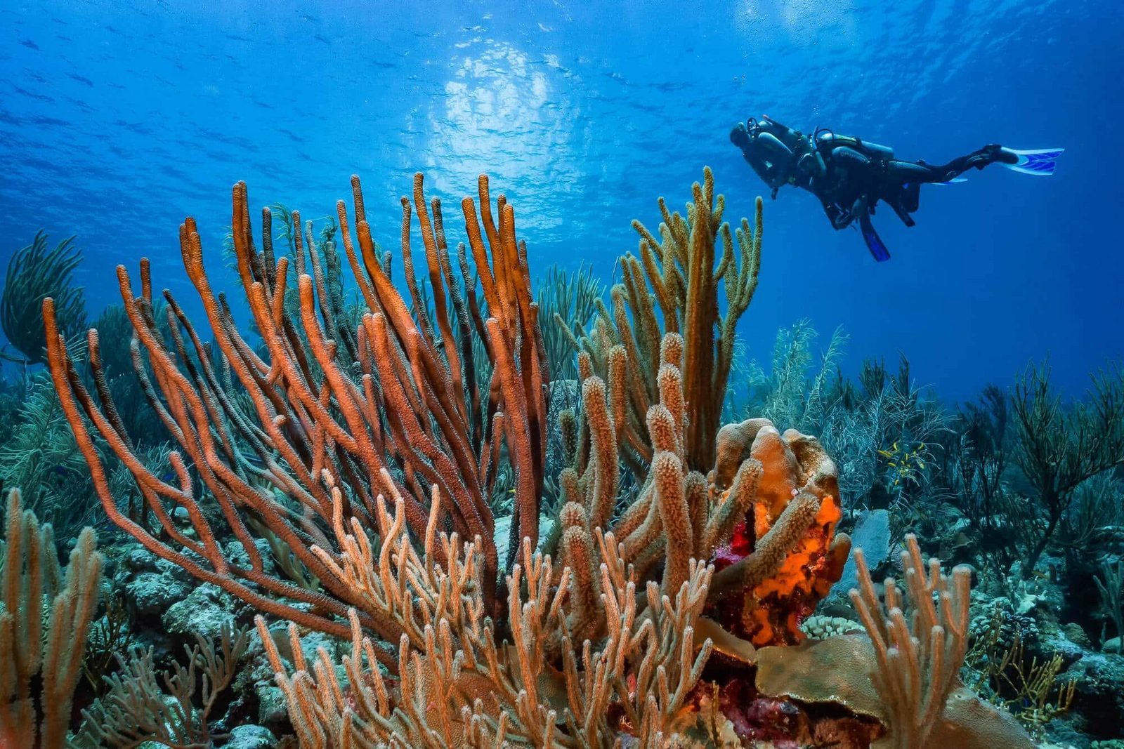 Bonaire, Bonaire