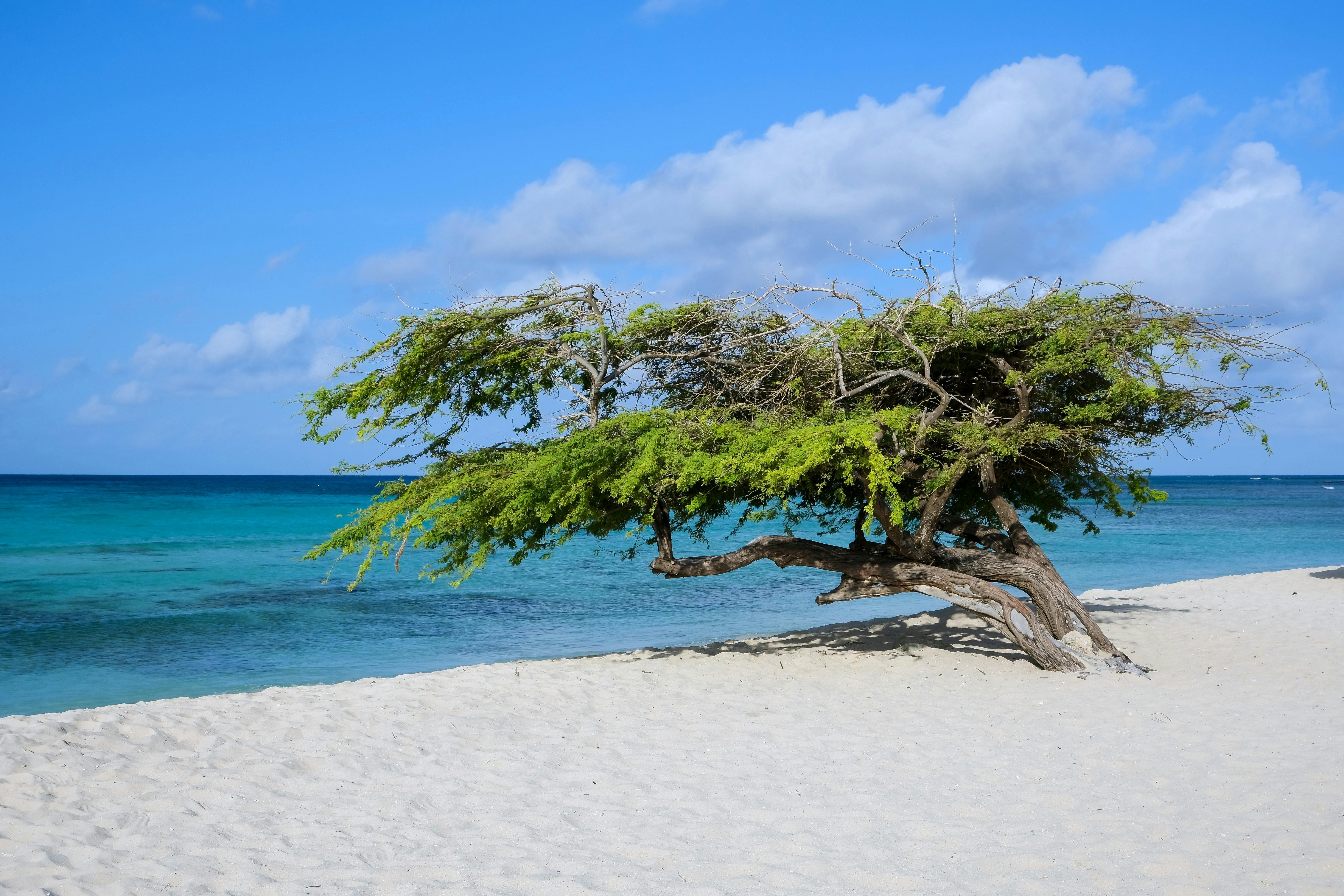 Aruba, Aruba